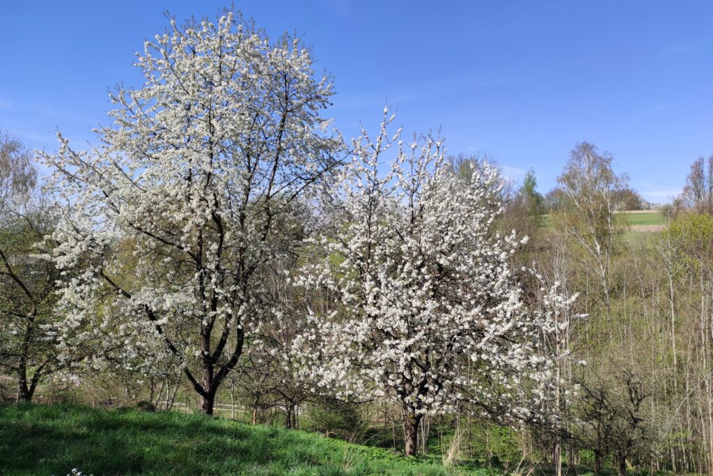 nad Borušovem nad Borušovem
